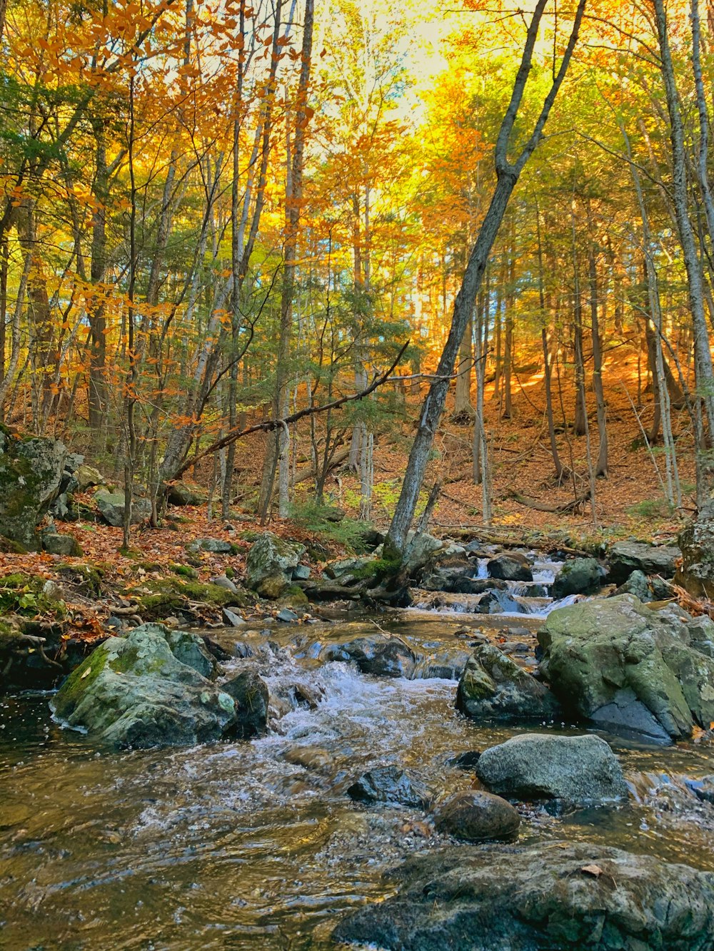 green trees during daytime