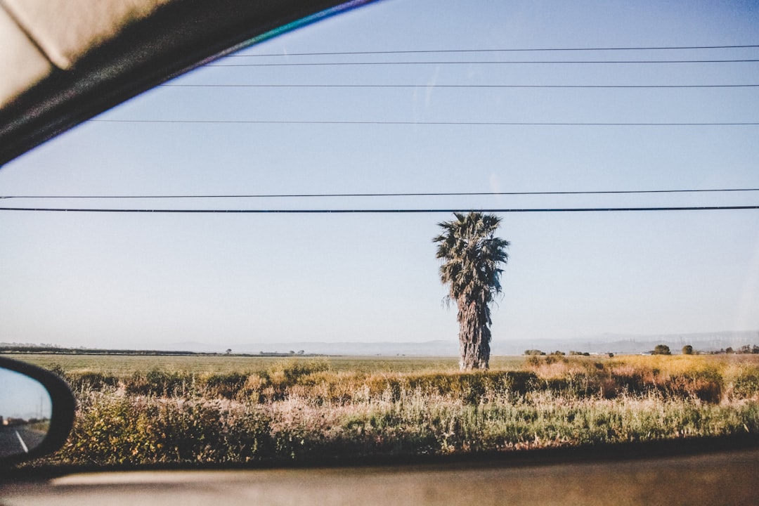 vehicle window view of green-leafed majesty palm