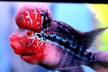 A vibrant fish with a pronounced, bulbous forehead and bright red and black markings across its body. The scales have intricate patterns of red and blue, creating a striking contrast. The fin is delicate and slightly transparent, extending outward gracefully.