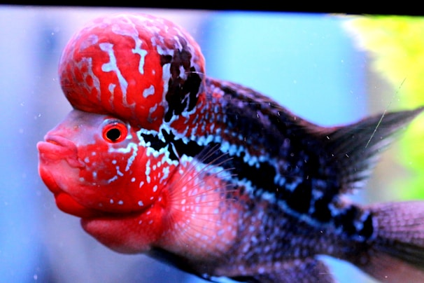 A vibrant fish with a pronounced, bulbous forehead and bright red and black markings across its body. The scales have intricate patterns of red and blue, creating a striking contrast. The fin is delicate and slightly transparent, extending outward gracefully.
