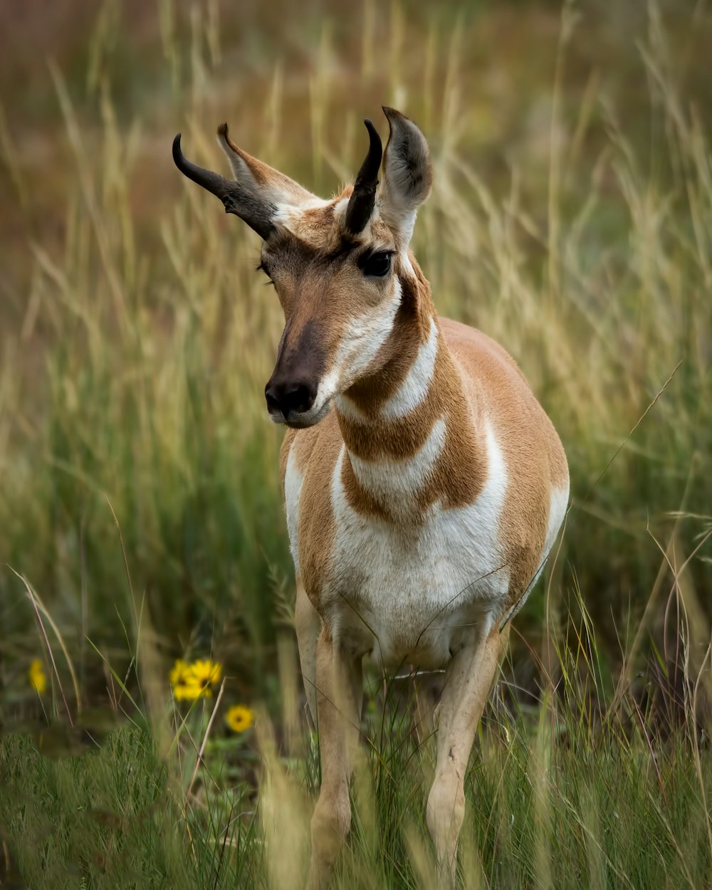 shallow focus photo of brown and white deer