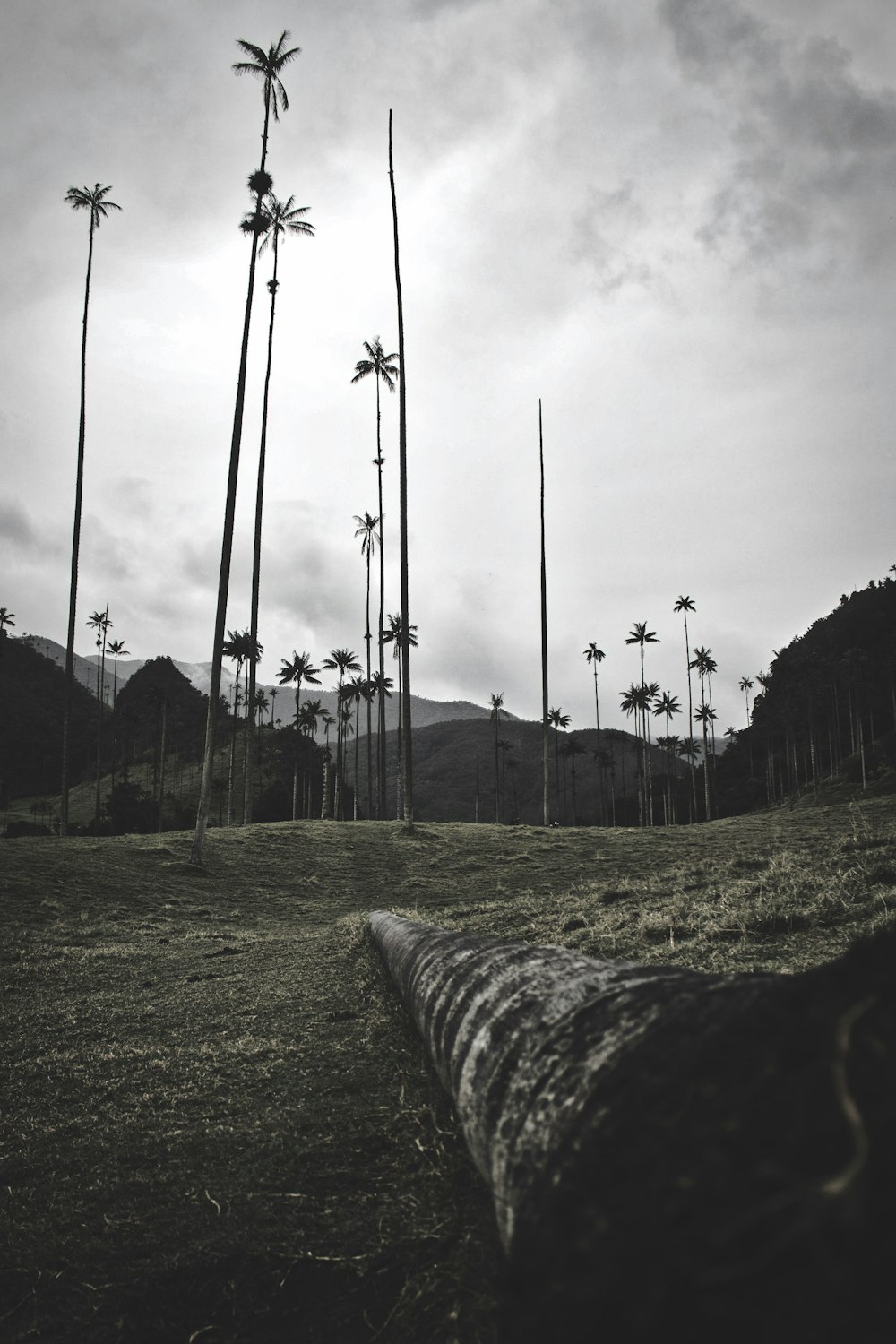 lined coconut trees during daytime