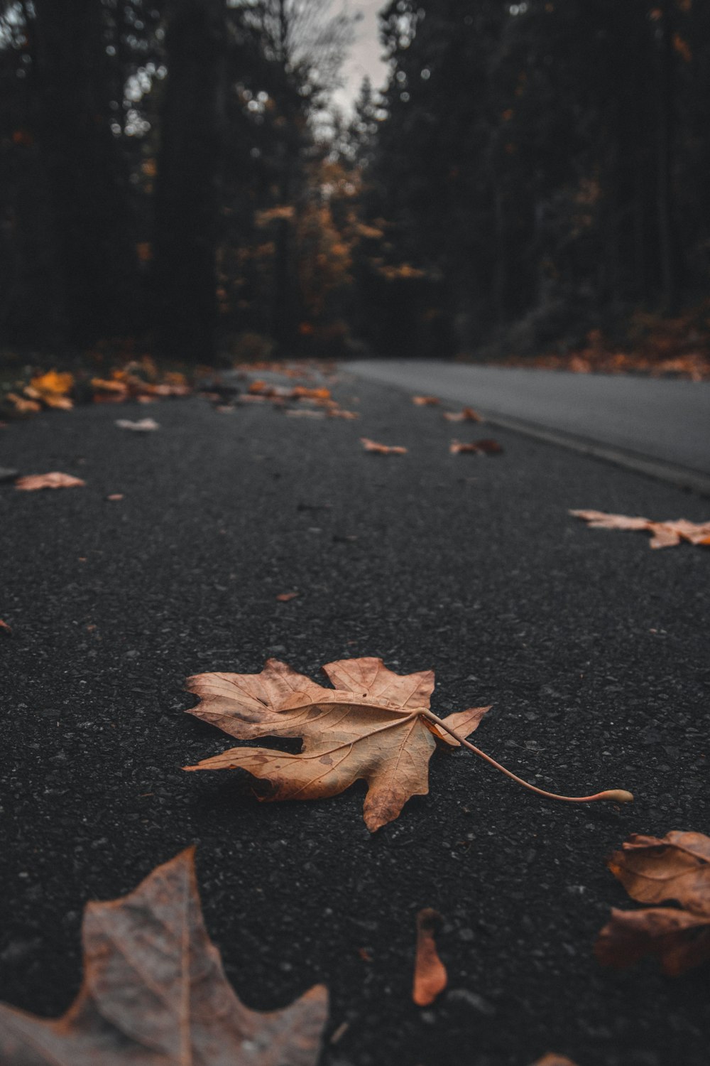 fotografia de foco seletivo de folhas marrons na estrada durante o dia