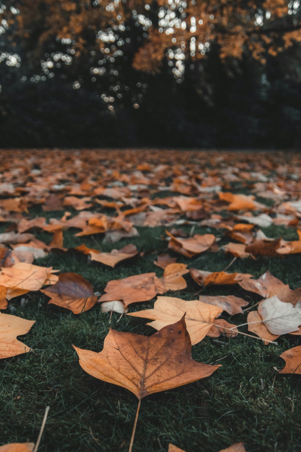 selective focus photography of dried leaves during daytime