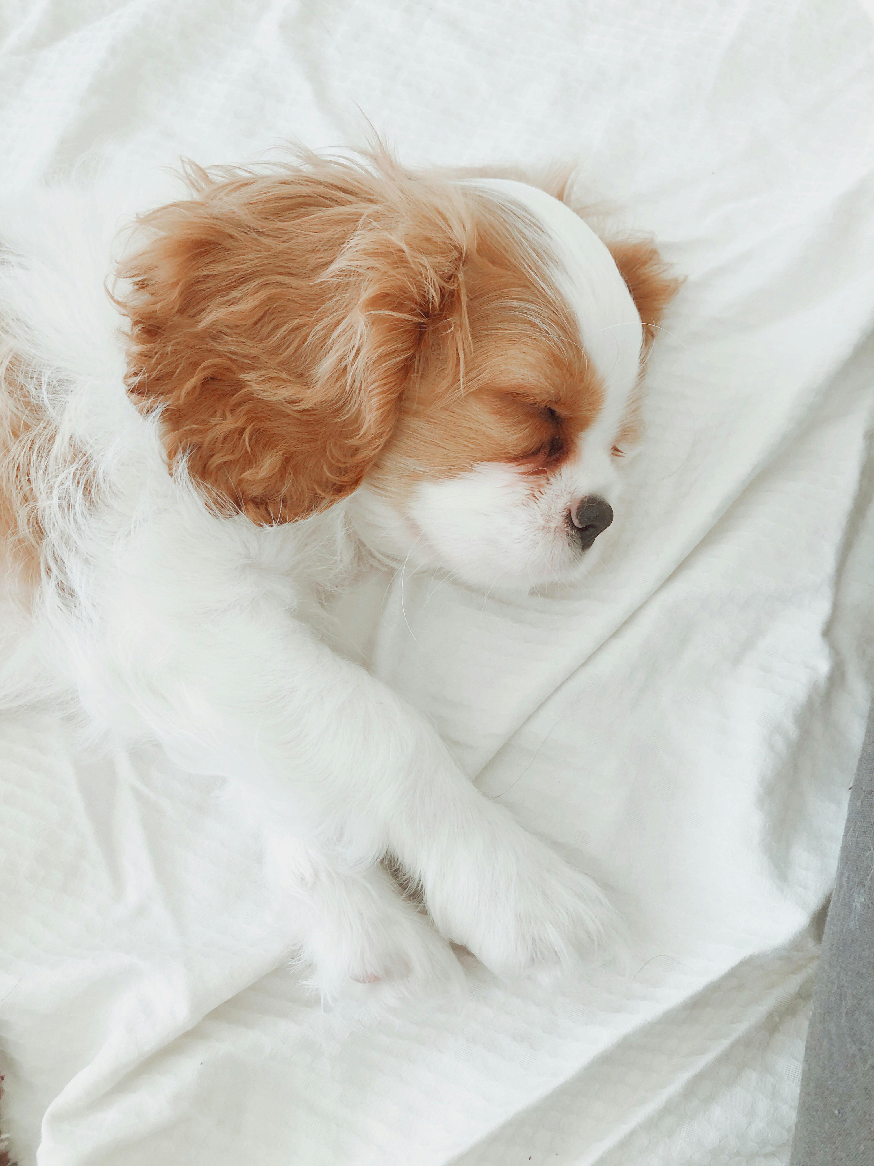 Sleeping cavalier king charles spaniel puppy
