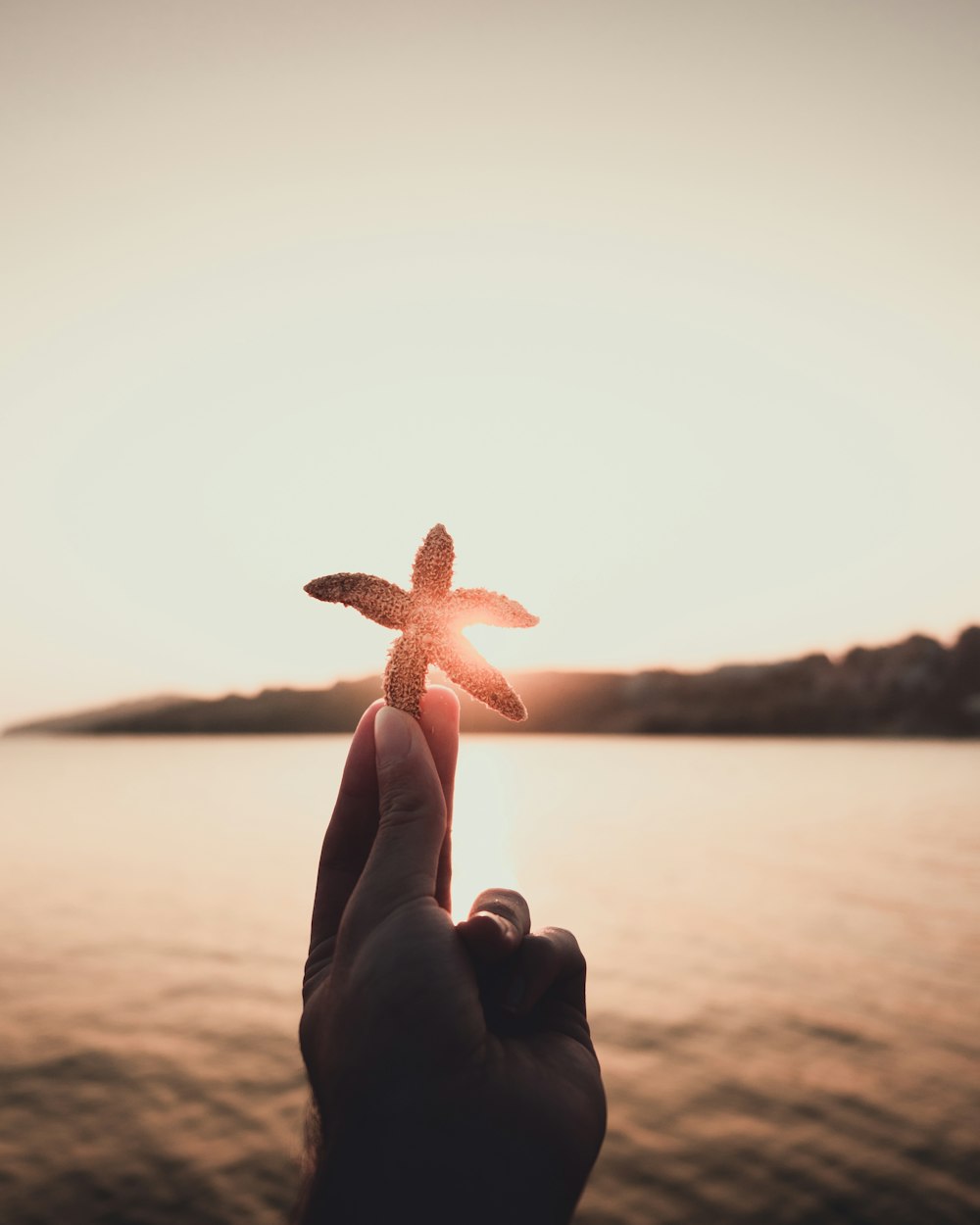 person holding starfish