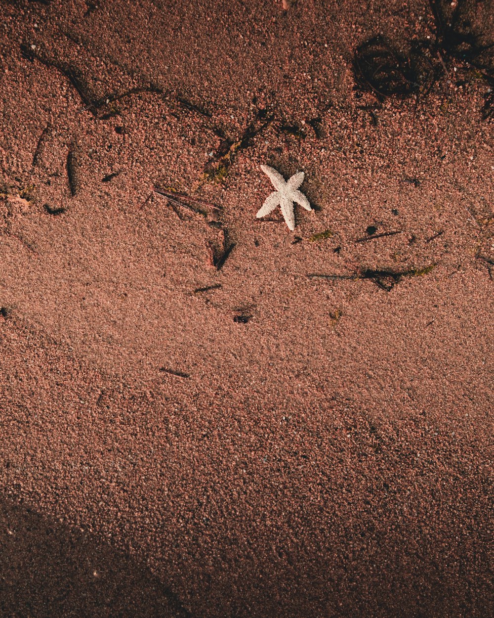 Weißer Seestern auf Sand
