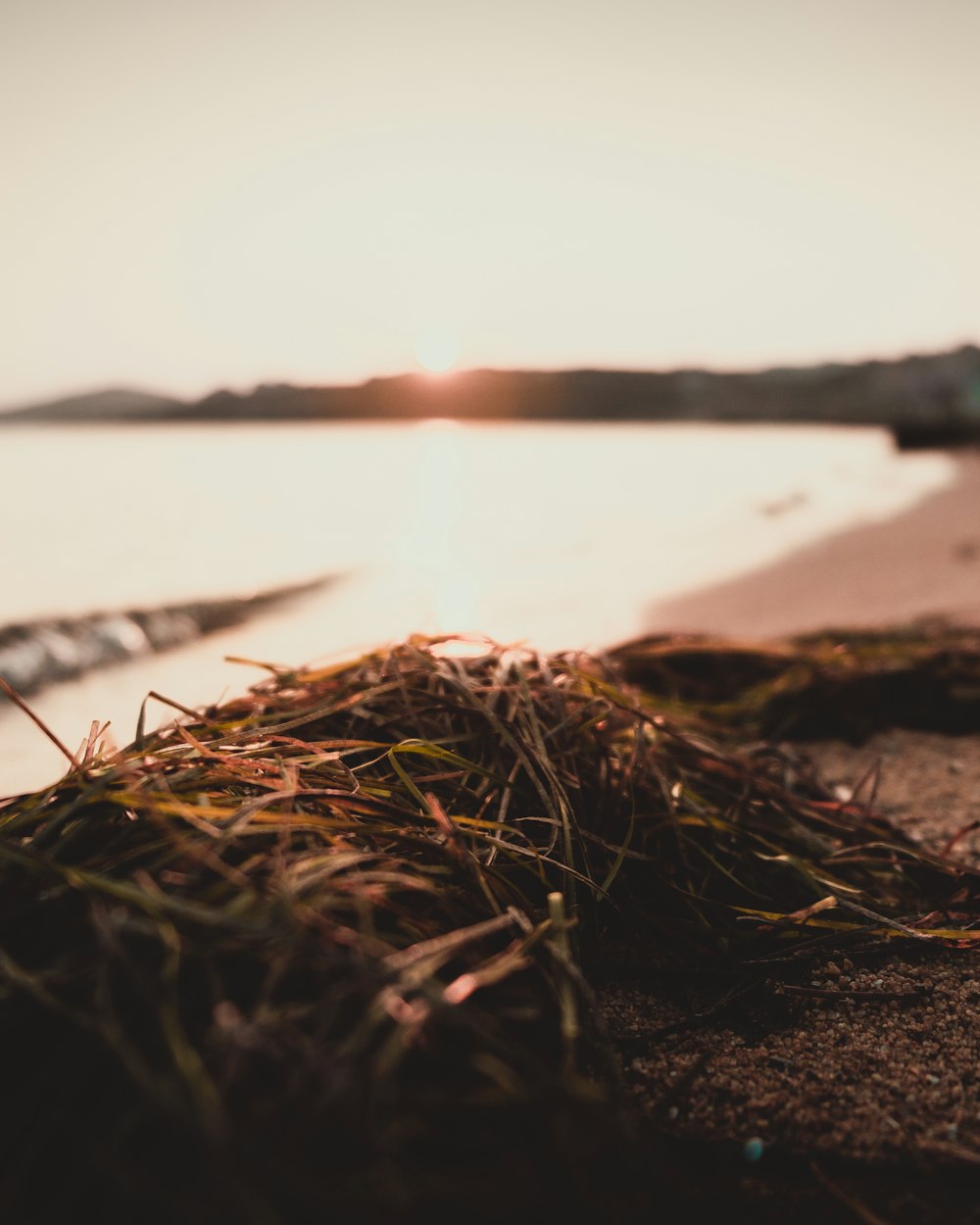 grass near body of water during golden hour