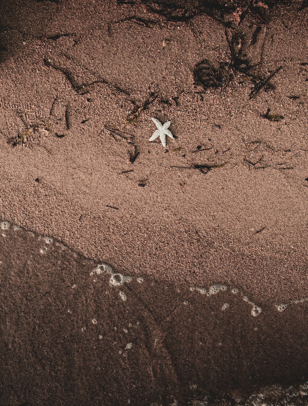 a starfish on a sandy beach near the ocean
