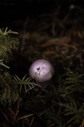 A small, purple mushroom is partly obscured by green fern-like plants on a forest floor covered with dried leaves and pine needles. The lighting is dim, creating a mysterious atmosphere with soft shadows.