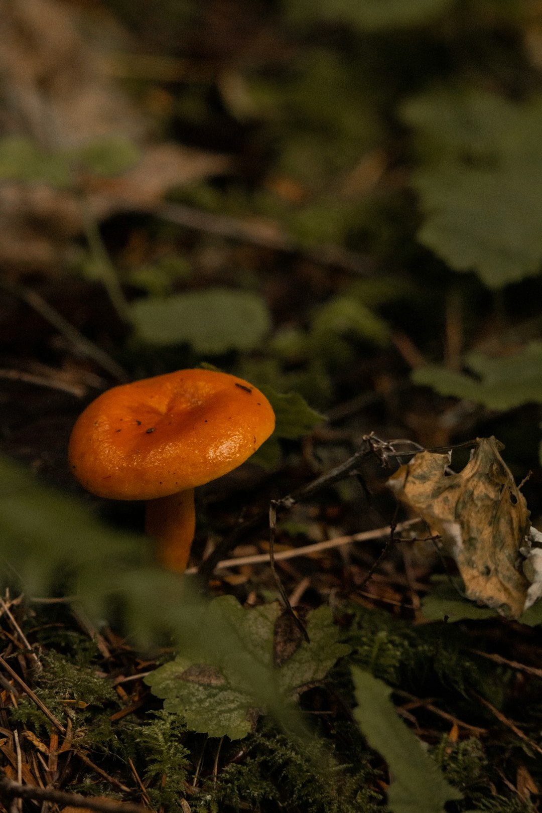 close up photography of brown mushroom