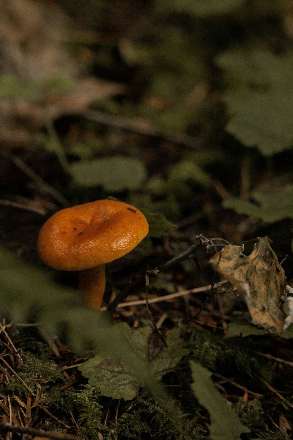 close up photography of brown mushroom