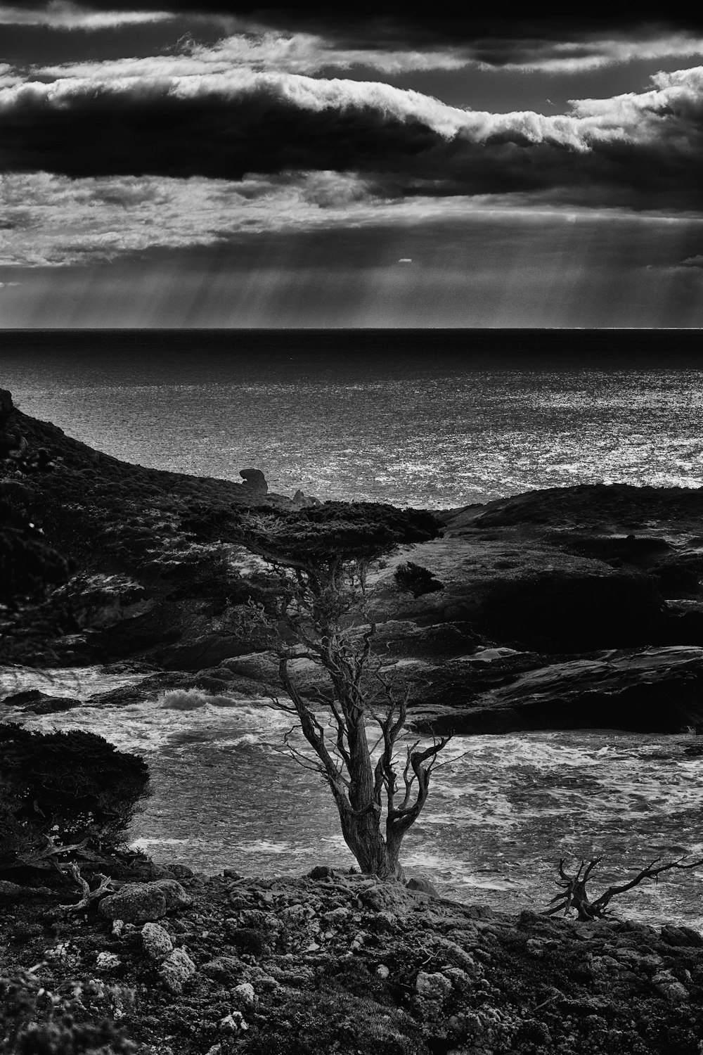 grayscale photo of bare tree near body of water