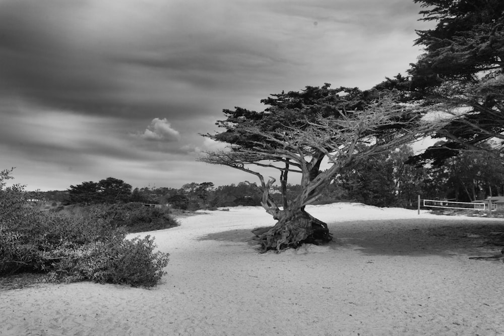 grayscale photography of trees under cloudy sky