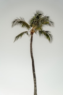 coconut tree during daytime