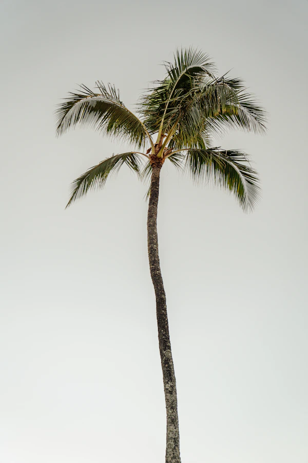 Shade and canopy trees — coconut, mahogany