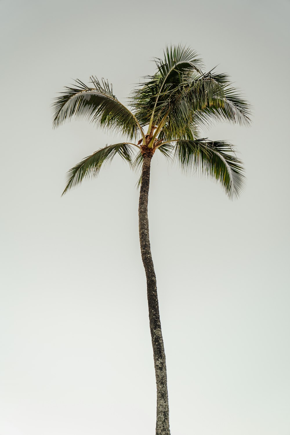 日中のココナッツの木