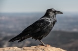 A black raven stands on a rocky surface against a blurred background of a distant landscape. The bird's glossy feathers are highlighted by light, with intricate details visible.
