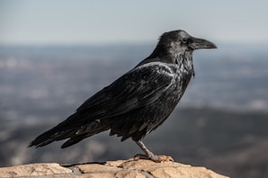 A black raven stands on a rocky surface against a blurred background of a distant landscape. The bird's glossy feathers are highlighted by light, with intricate details visible.