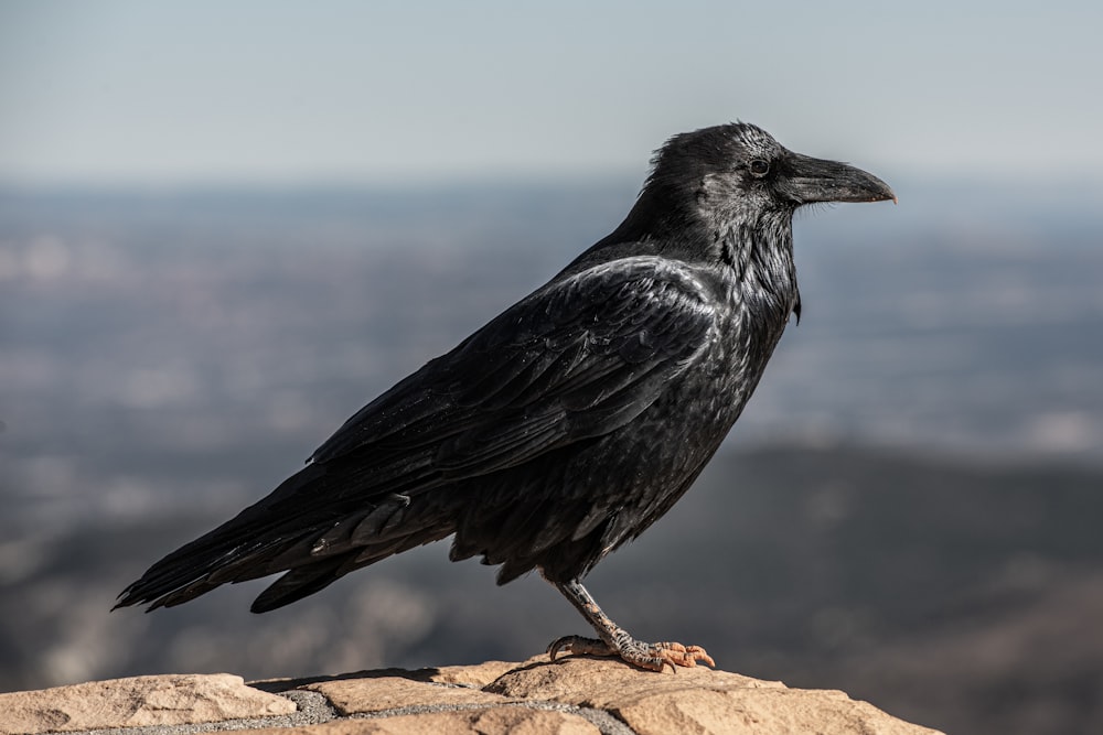 selective focus photography of black crow