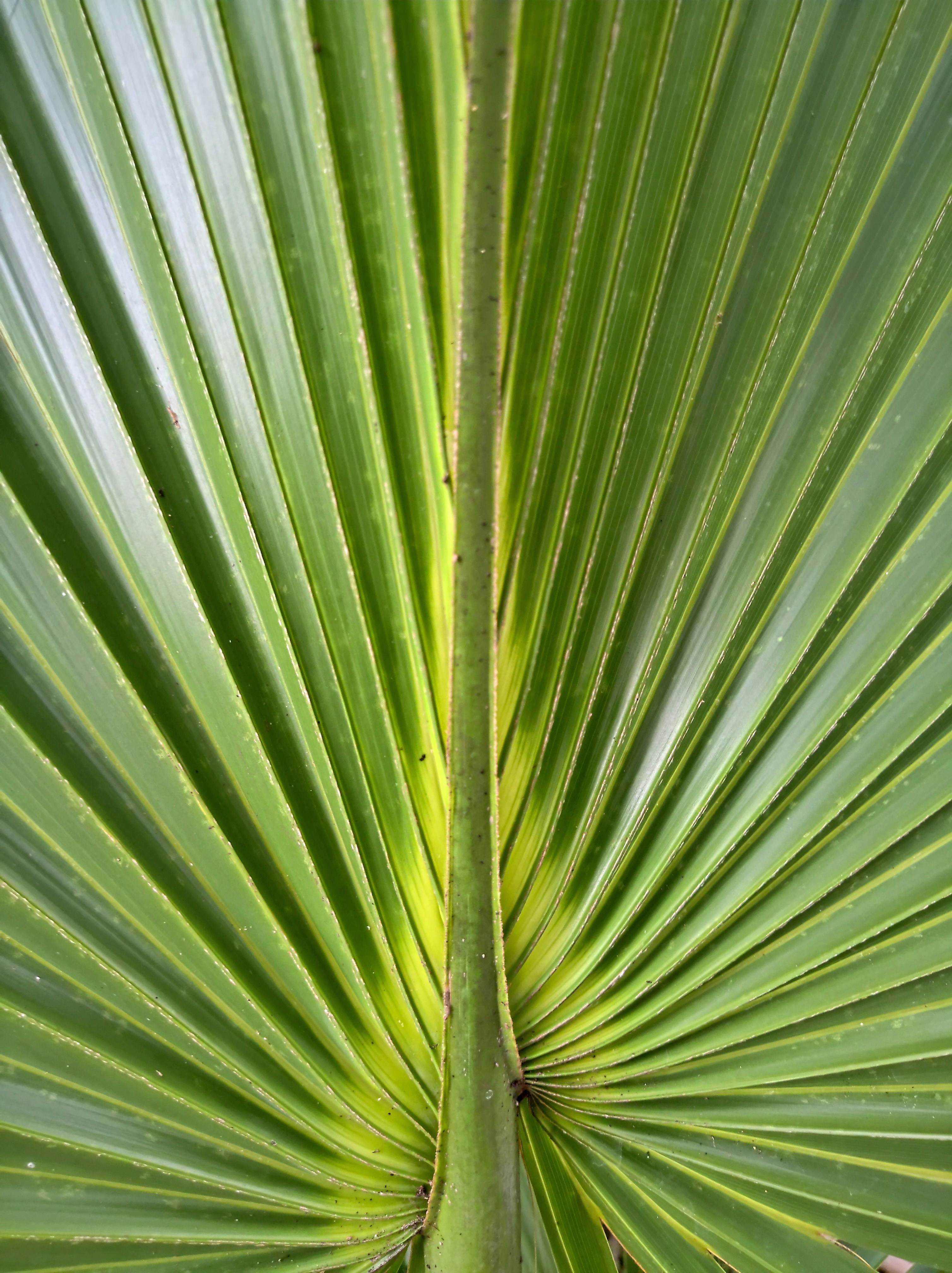 closeup photo of green leaf