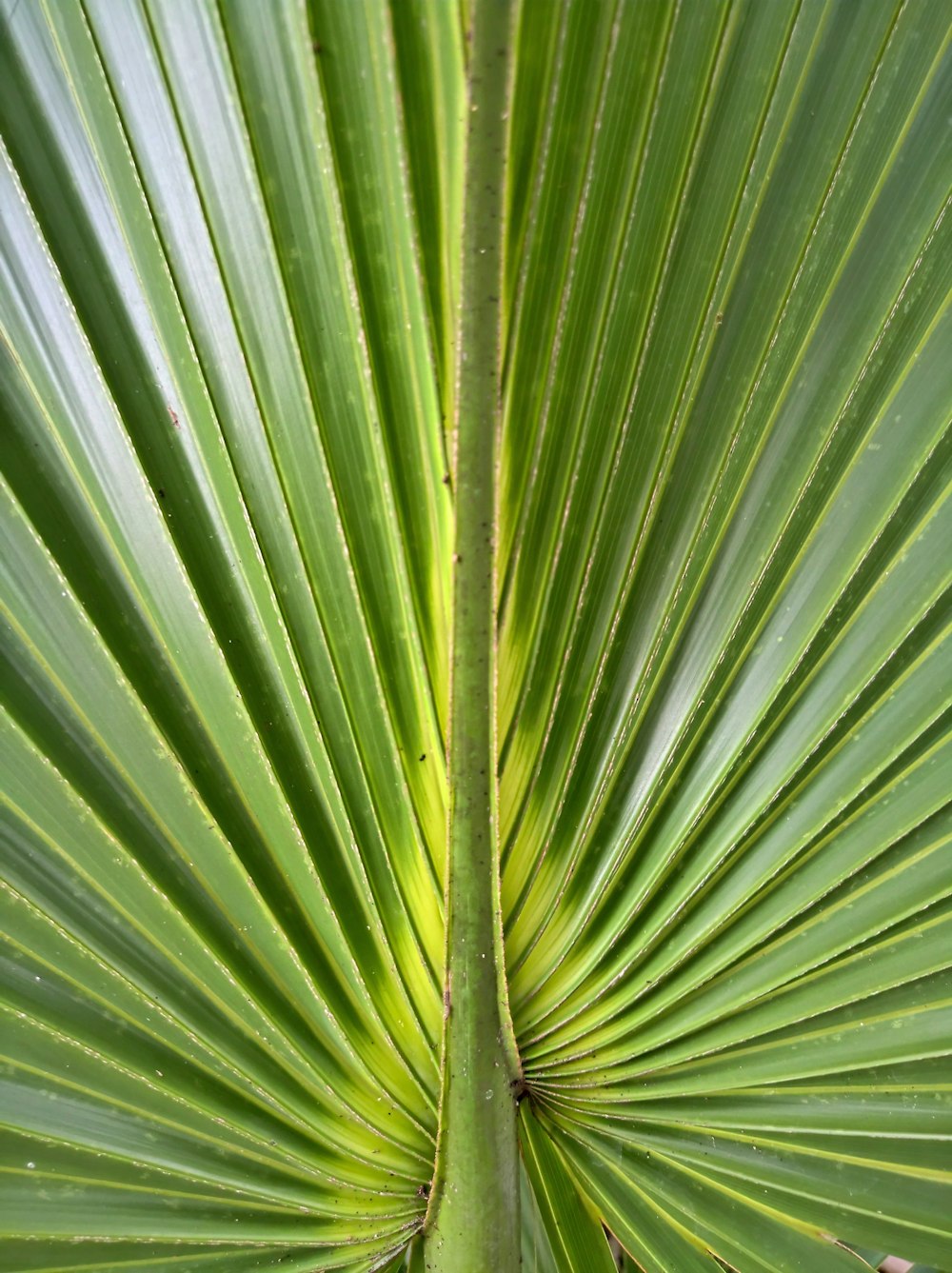 foto em close-up da folha verde