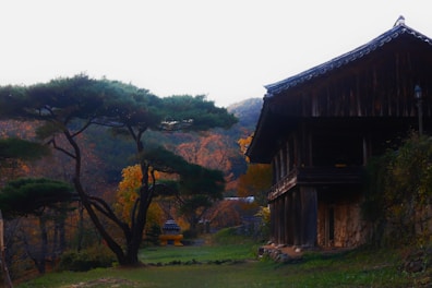 A traditional wooden building with a tiled roof stands amidst a serene natural landscape. A large, gracefully curving tree with thick foliage is in the foreground, casting shadows on the green grass. In the background, there is a small, distant pagoda set against a backdrop of hilly terrain with autumn-colored trees.