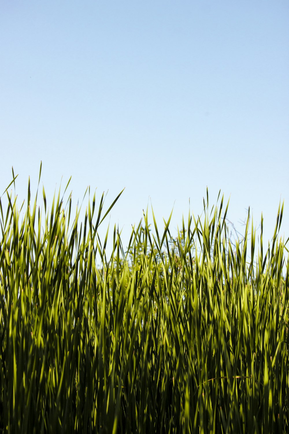 green grass feld