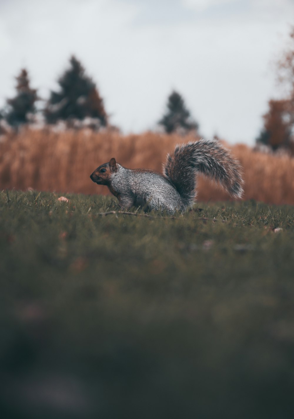 grey squirrel on grass