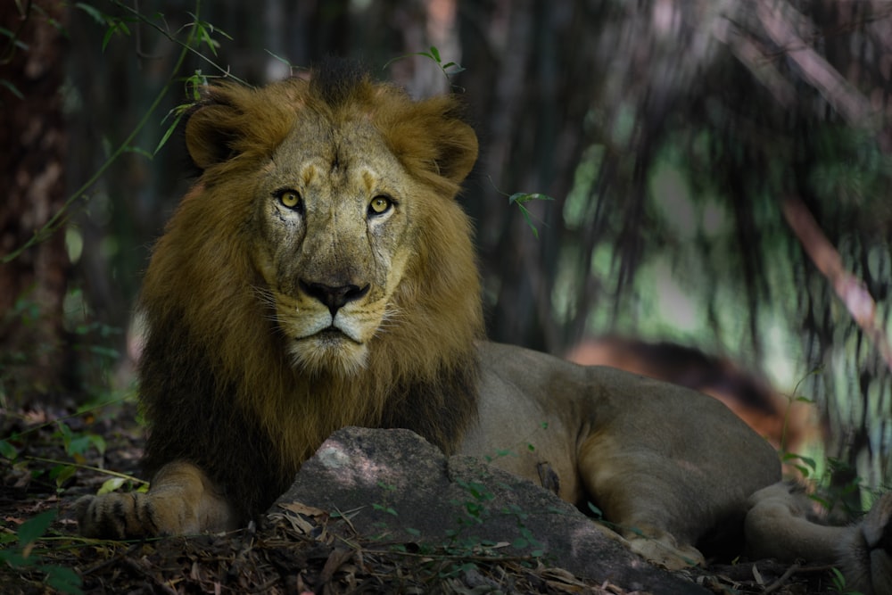 selective focus photography of gray and brown lion