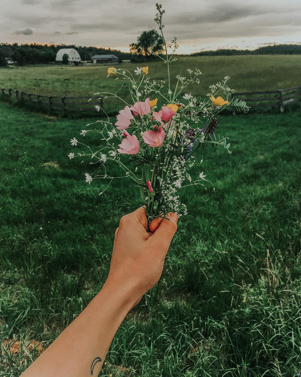 pink petaled flowers