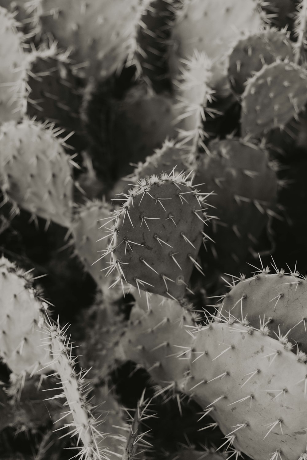 green cactus plant