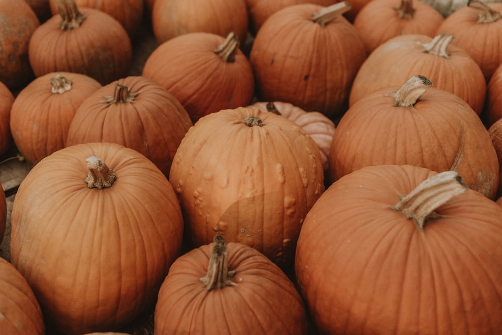 orange pumpkin lot