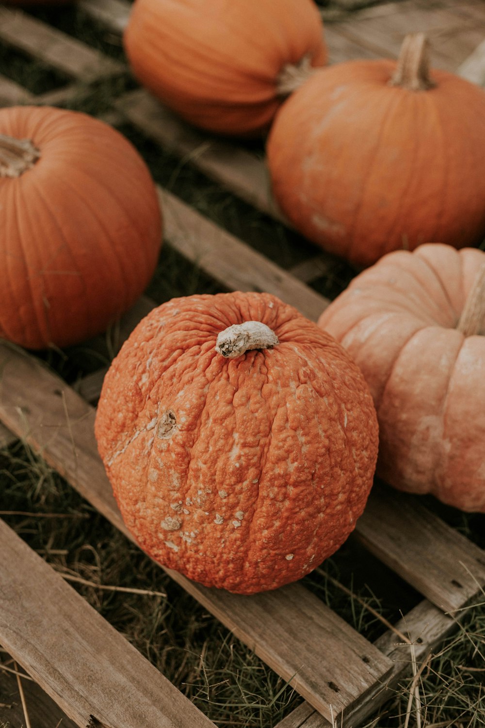 pumpkin lot