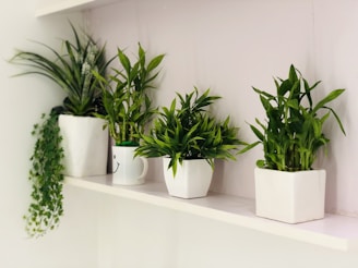 white potted green leafed plants on white rack