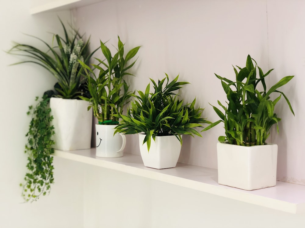 Foto de plantas de hojas verdes en macetas blancas en un estante blanco –  Imagen gratuita Verde en Unsplash
