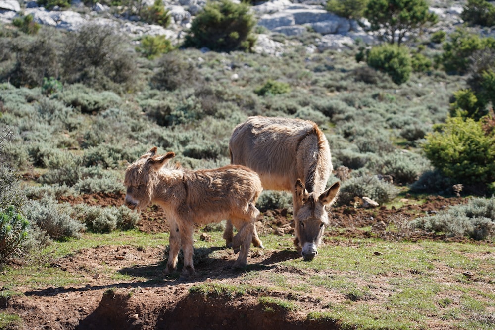 two brown donkeys