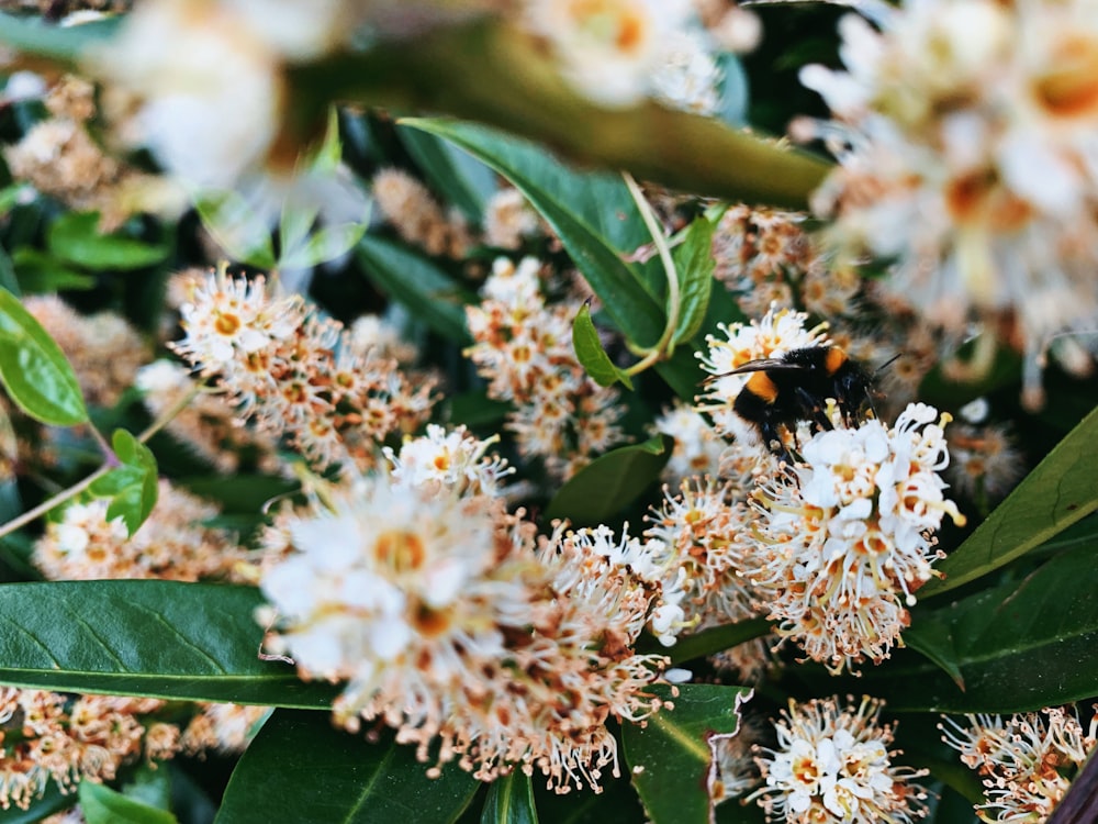 white petaled flowers