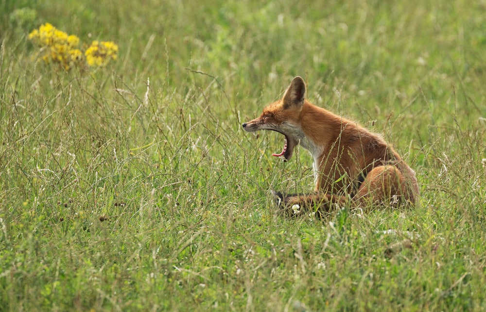 red fox