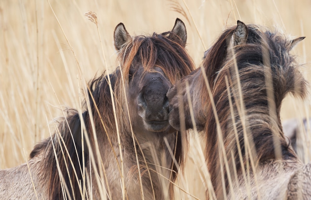 two brown horses