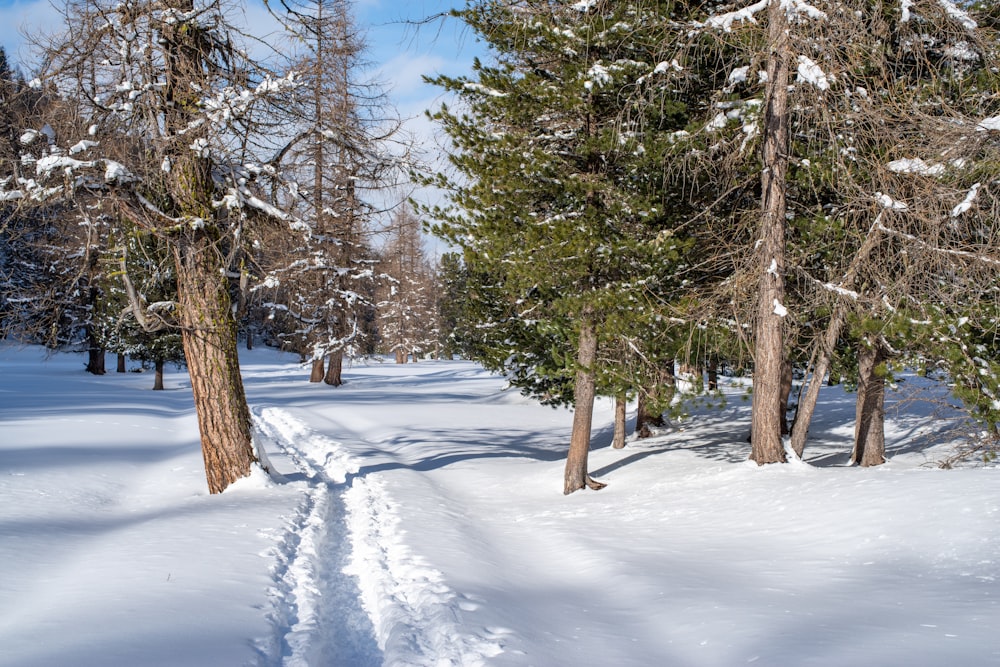 pine trees