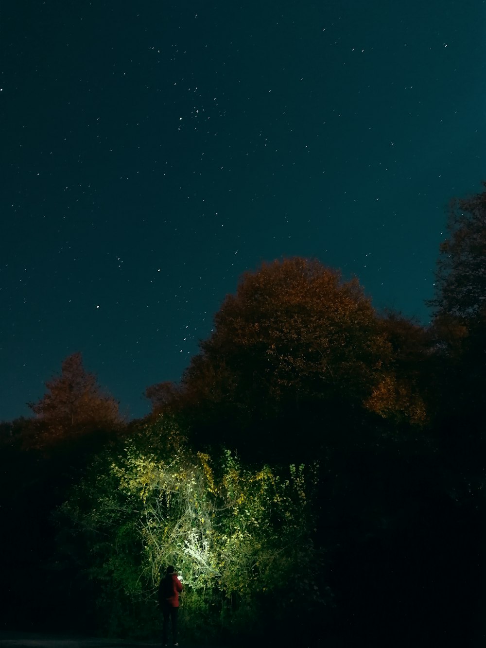 brown leafy tree during night time