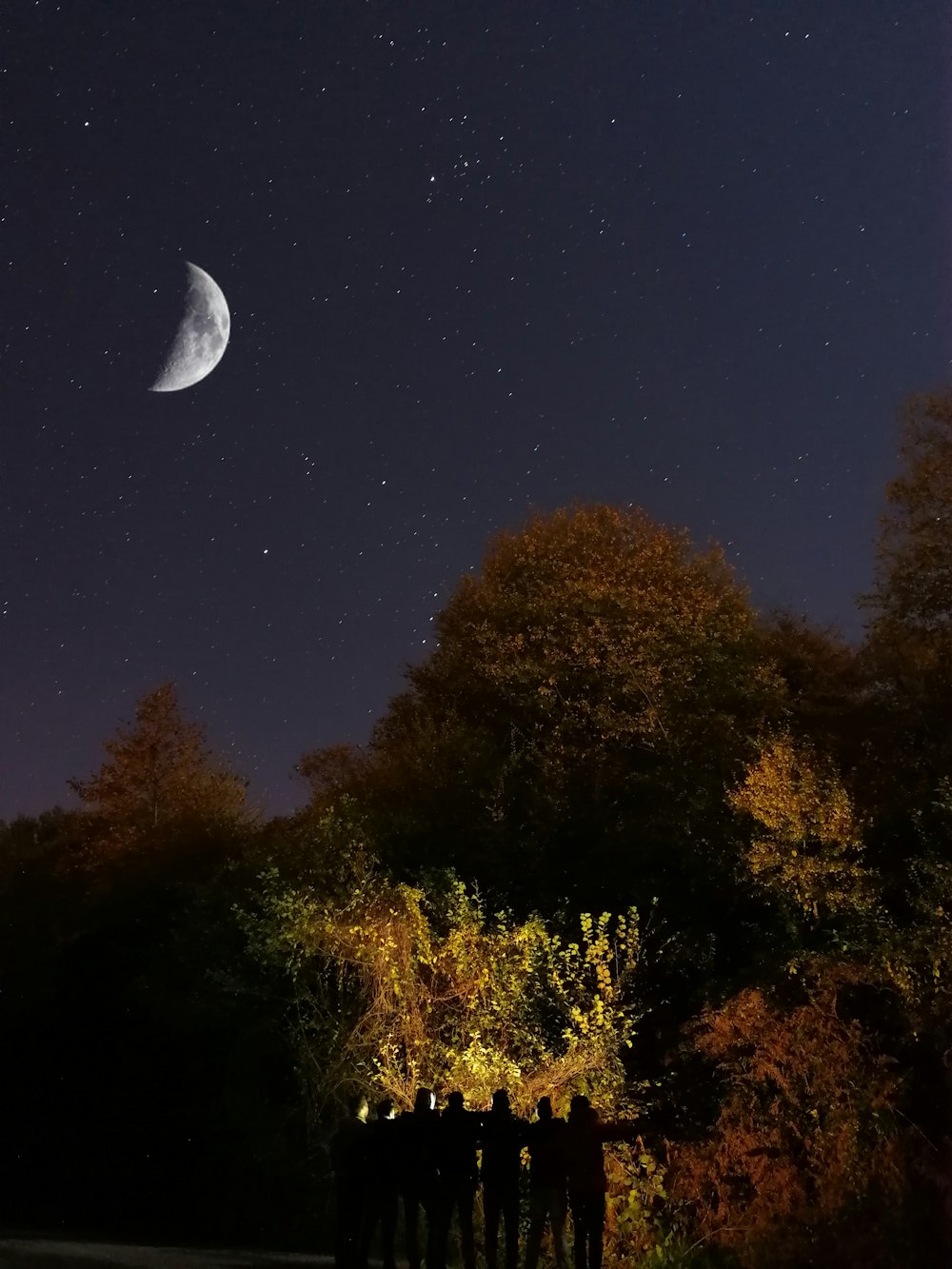 green and brown trees during nighttime