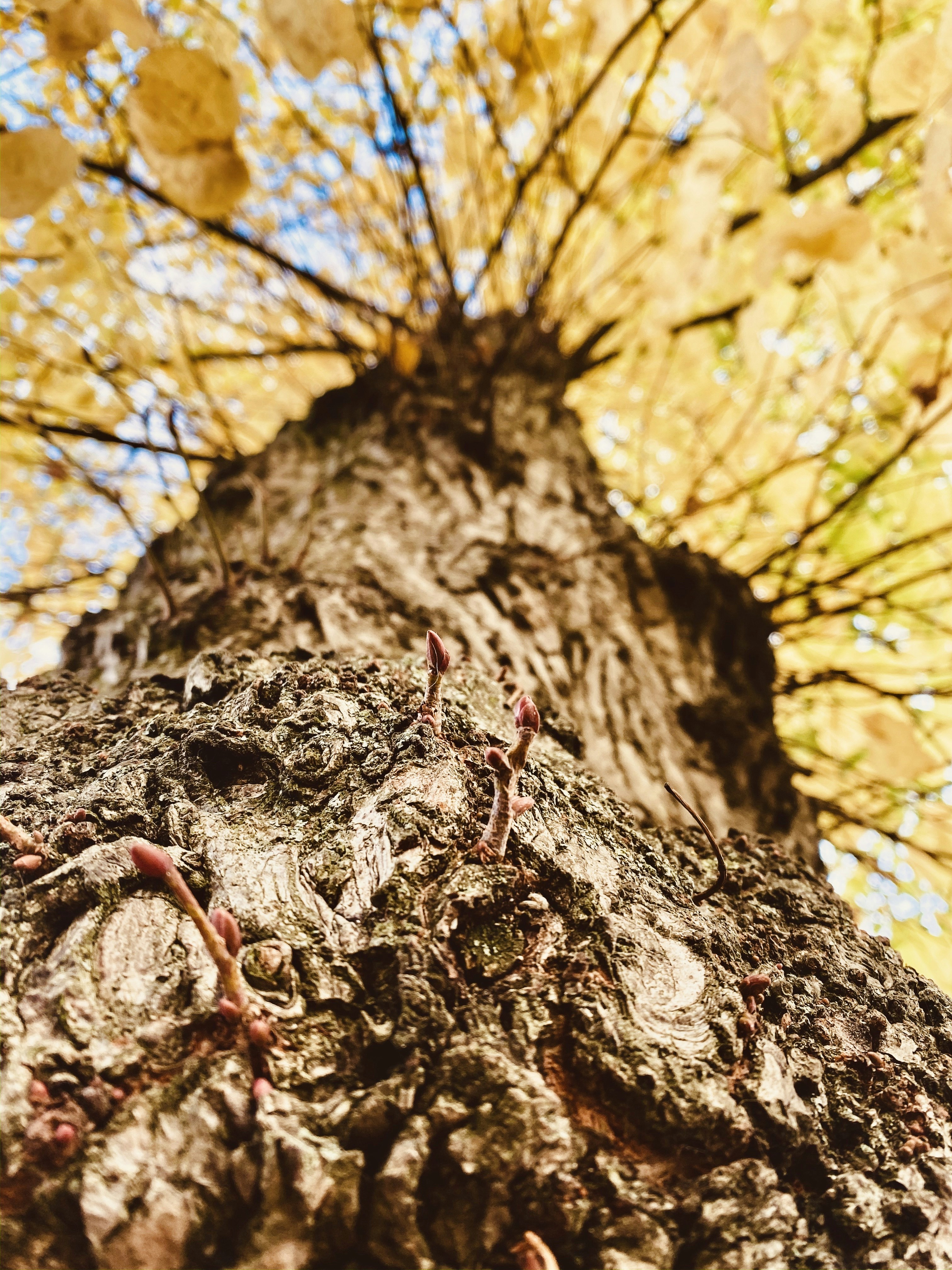low-angle photography of yellow leaf tree