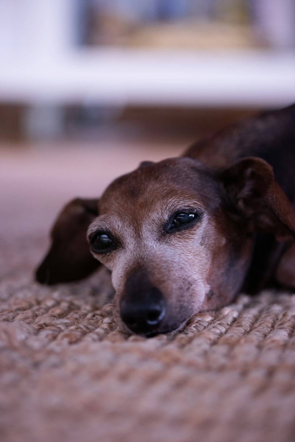 selective focus photography of dog lying on gray mat
