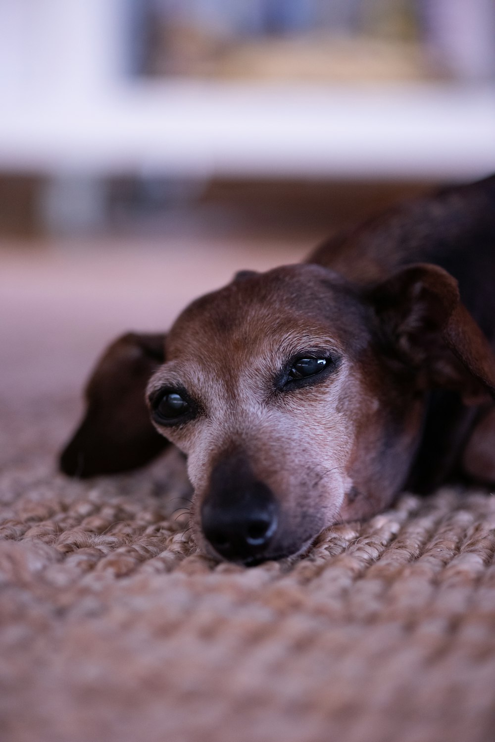 Selektive Fokusfotografie eines Hundes, der auf einer grauen Matte liegt