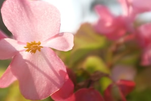 A close-up of a delicate flower, symbolizing natural beauty.