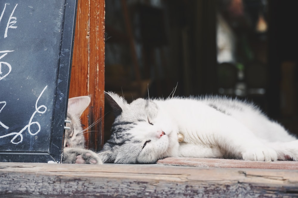 white cat lying on floor