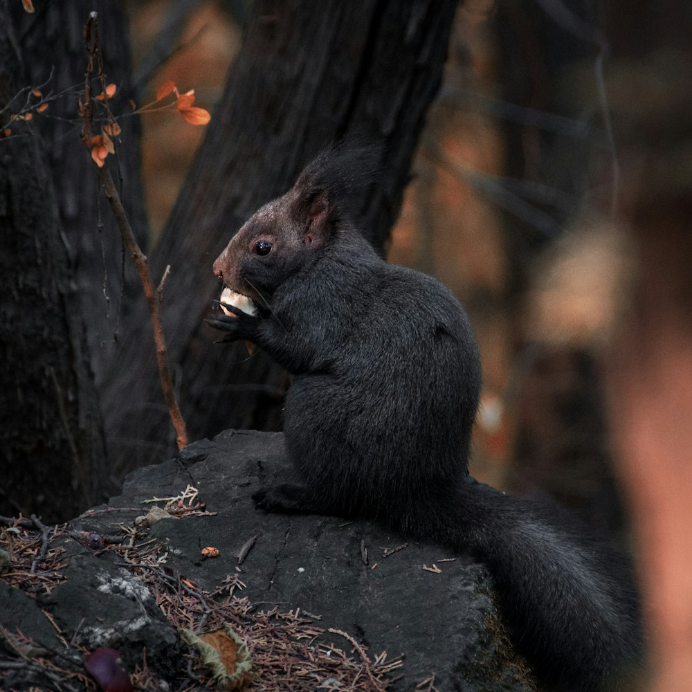 black and brown squirrel