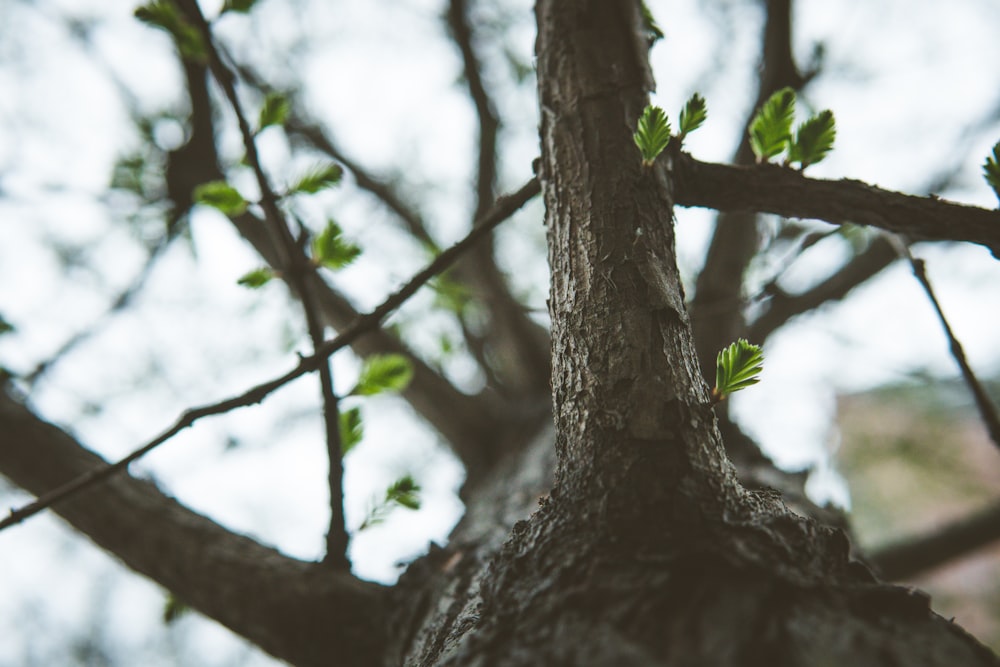 green-leafed tree photograph